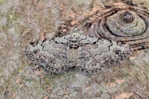 Pasiphila rectangulata